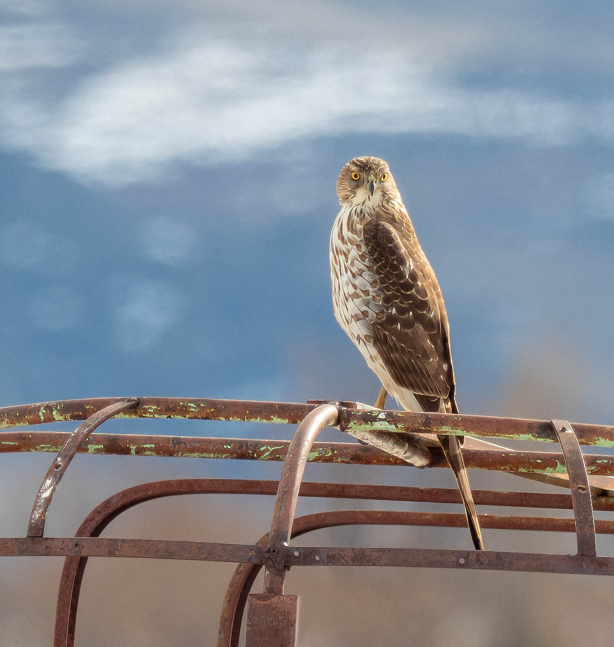 Coopers Hawk SV